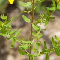 Perforate St. John's-wort